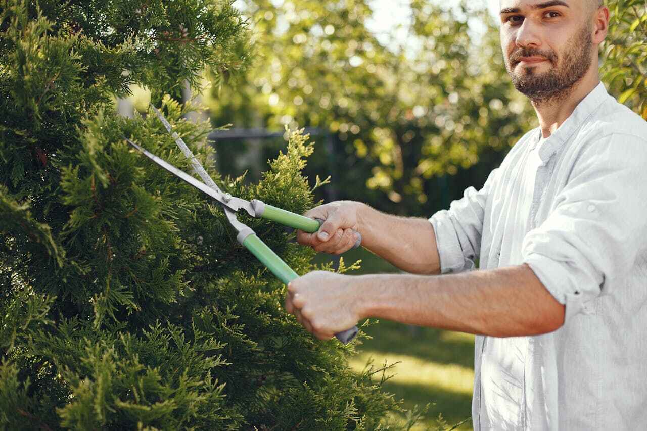 Trusted Juno Beach, FL Tree Service Experts